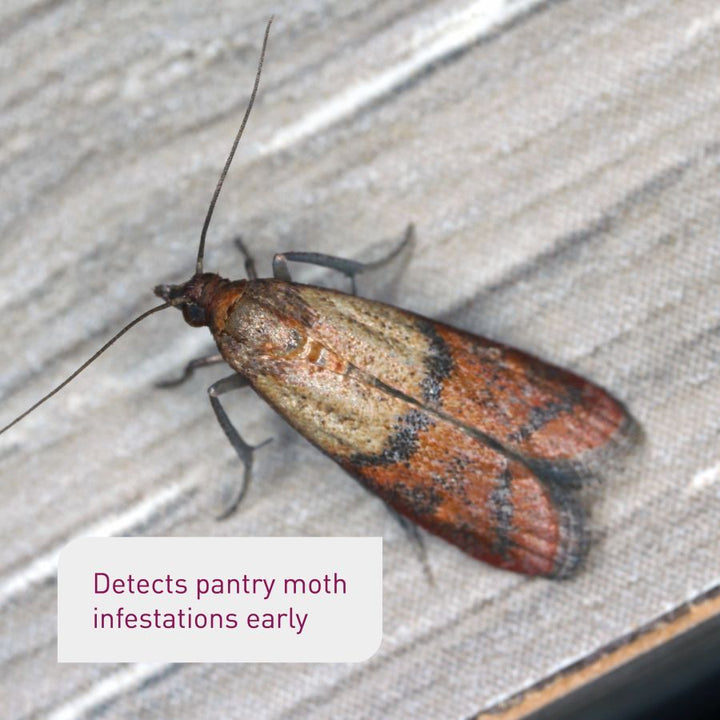 Kitchen Pantry Moth Traps - Prime Pantry Moth Traps with Pheromones, Pet Safe Pantry Moth Trap, Food Moth Traps with Pheromones 6 Pack