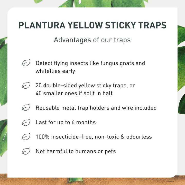 How to use sticky traps, detect insects