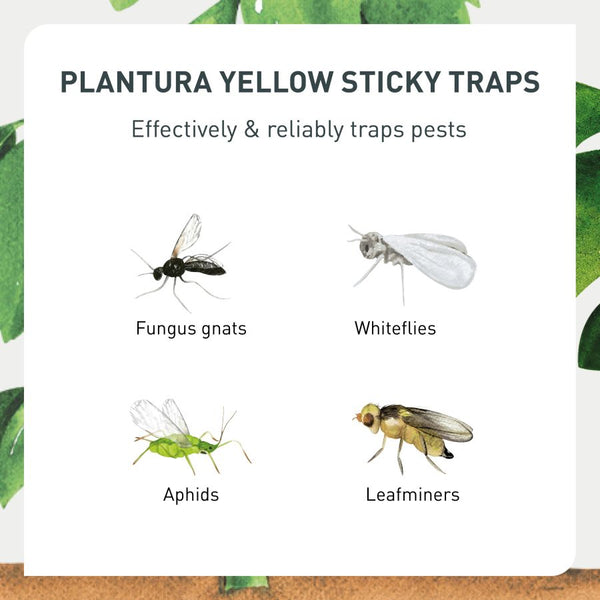 https://www.uk.plantura.garden/cdn/shop/products/yellow-sticky-traps-insecticide-free_600x600.jpg?v=1657525970